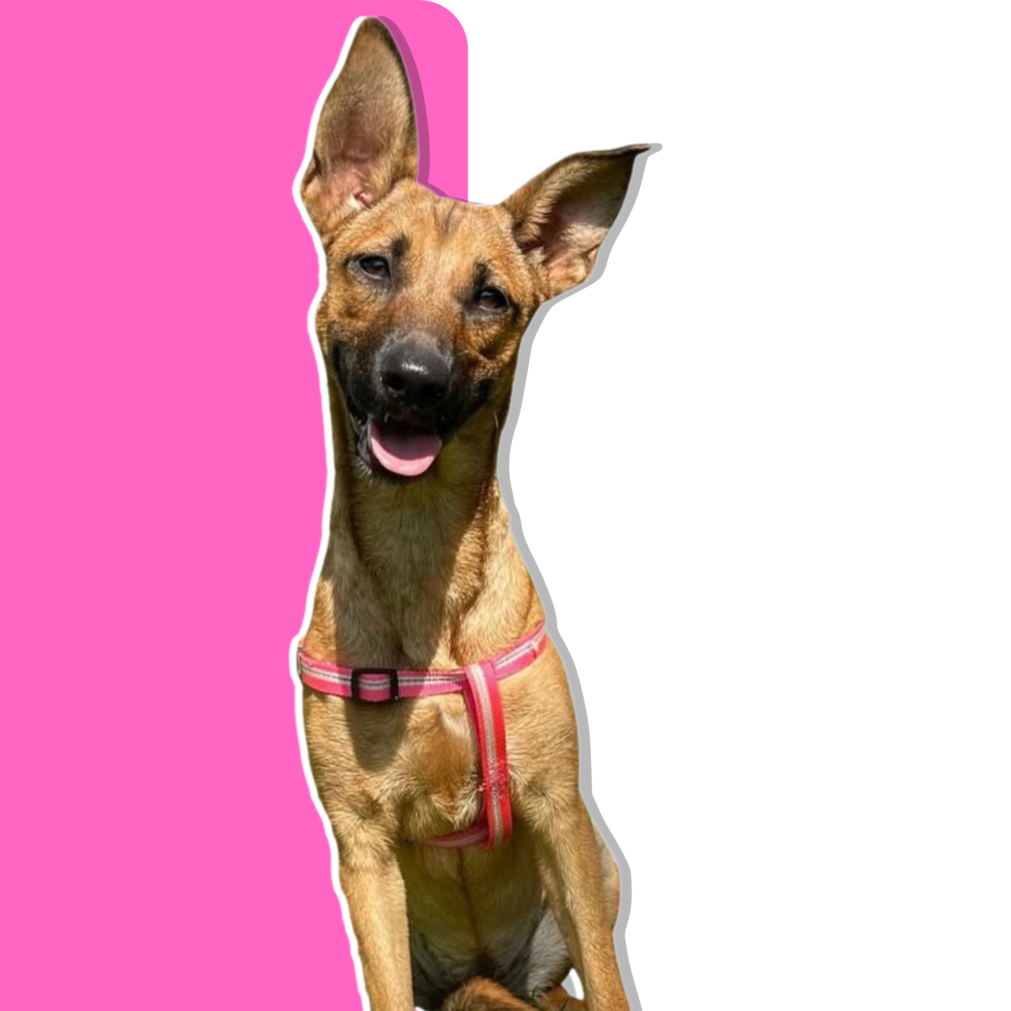 UMA