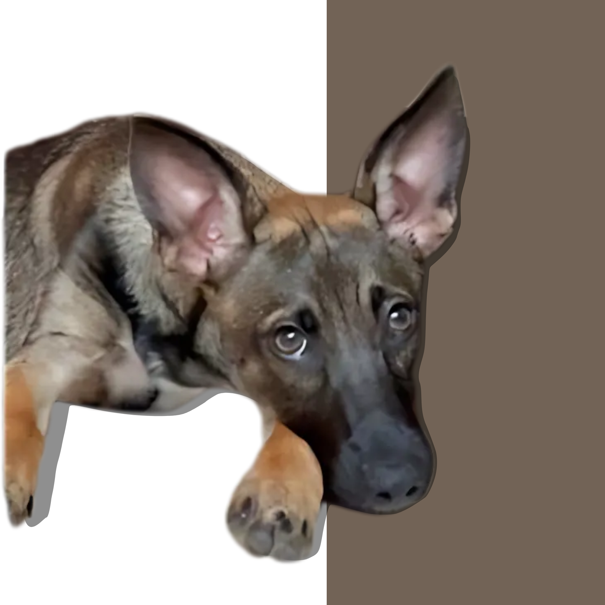 Yoda