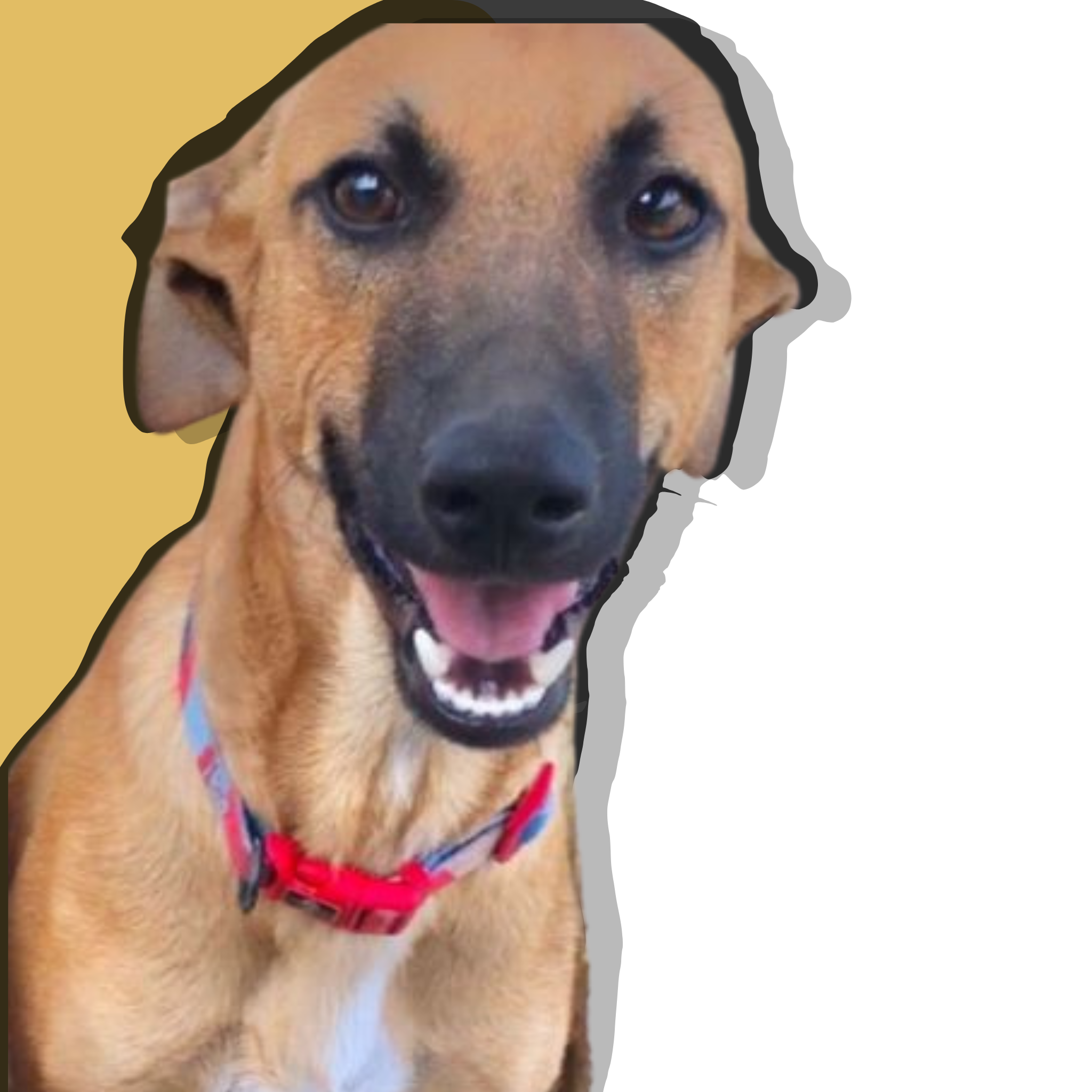 Maní